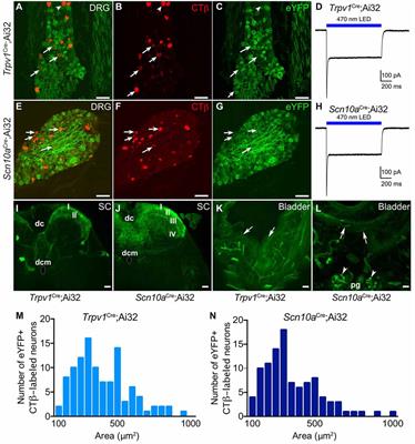 Differential Regulation of Bladder Pain and Voiding Function by Sensory Afferent Populations Revealed by Selective Optogenetic Activation